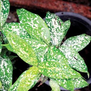 Family Heirlooms: Hops, Gold Dust, Peonies, and More